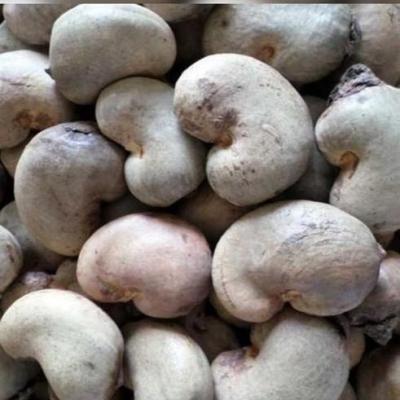 Cashew Group